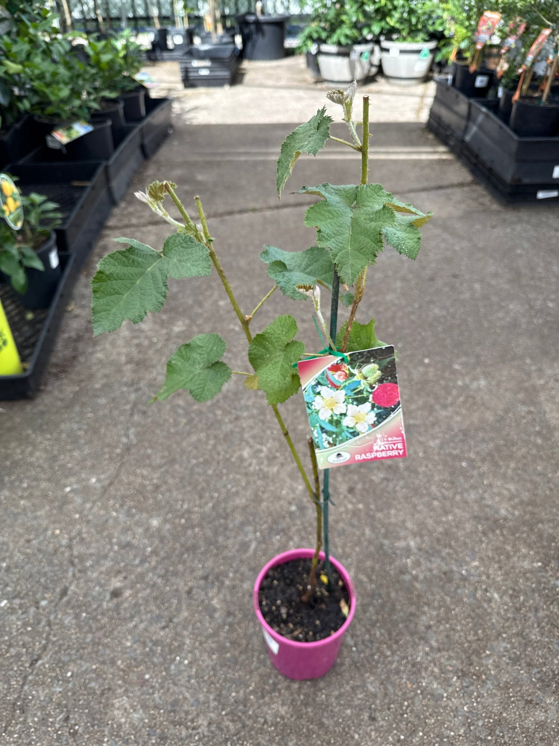 Native Raspberry (Rubus moluccanus) - Ladybird Nursery