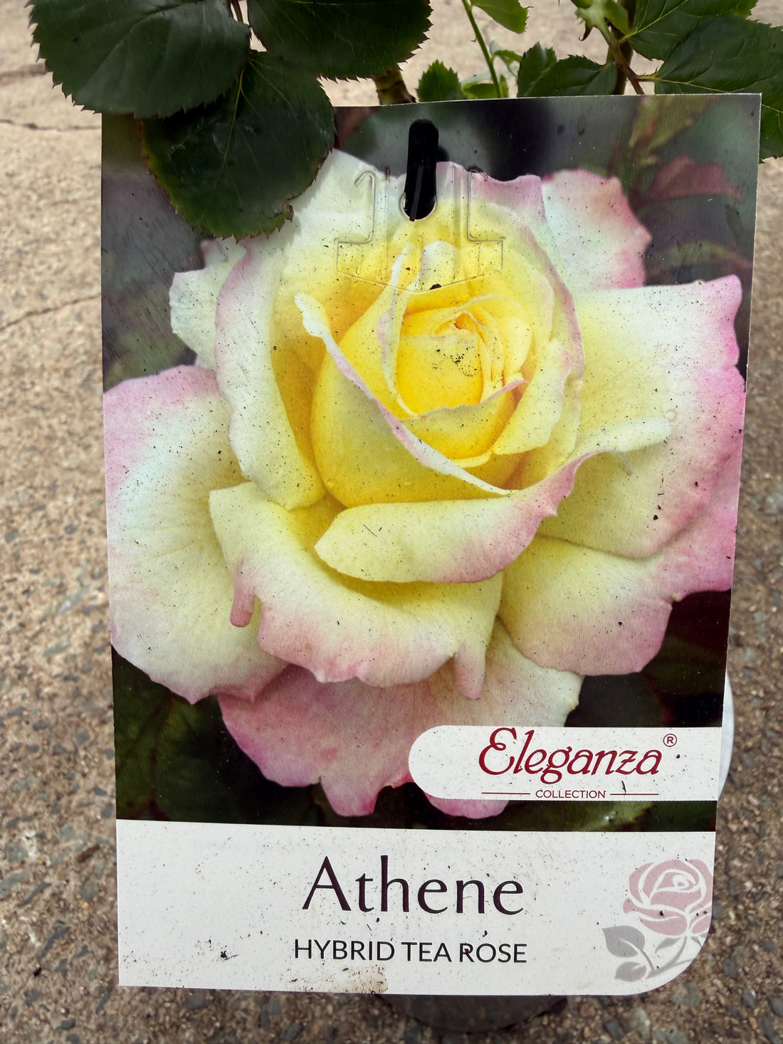 Rose 'Athene'