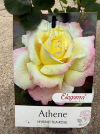 Rose 'Athene'