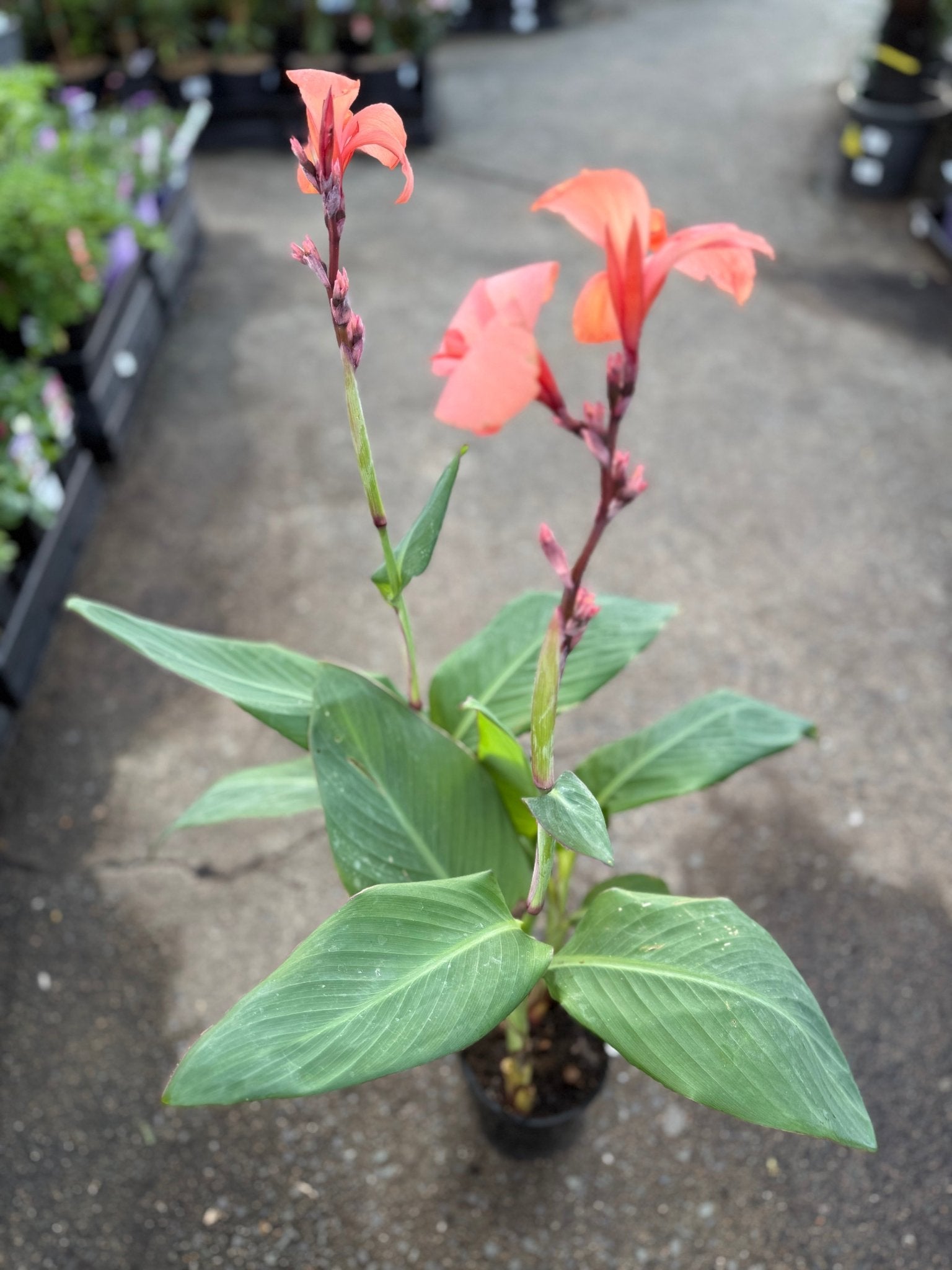 Canna Cannova 'Mango' - Ladybird Nursery