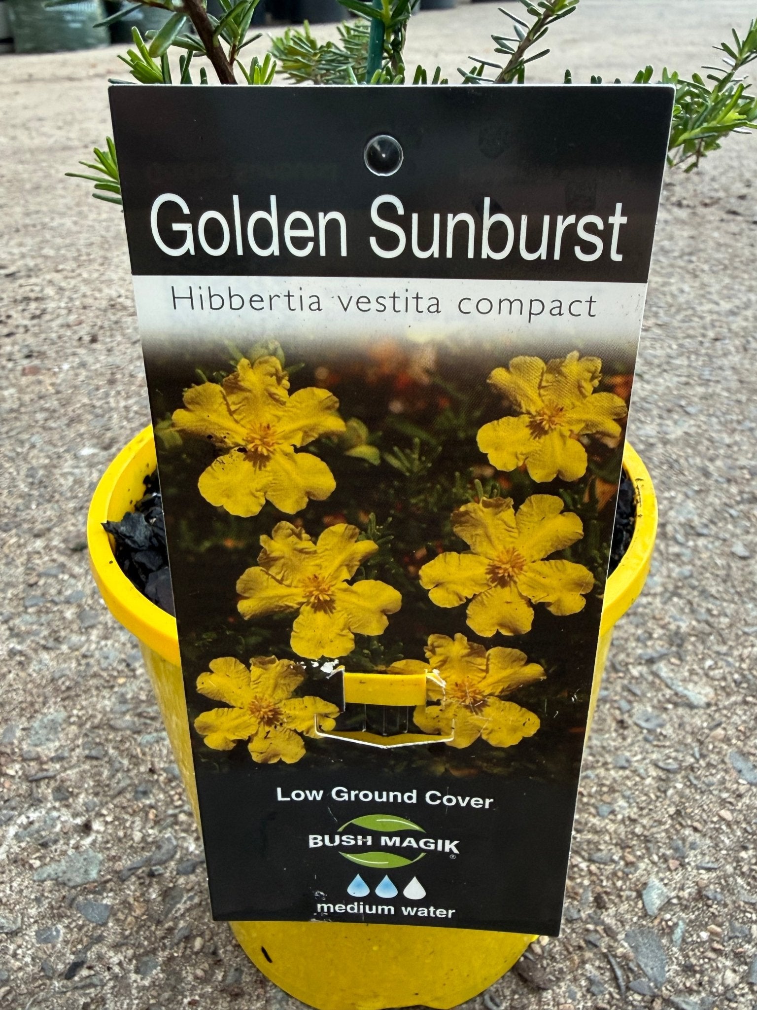 Hibbertia 'Golden Sunburst' - Ladybird Nursery