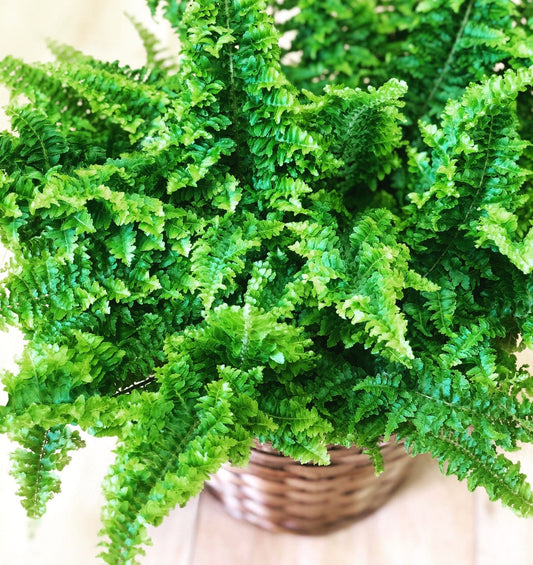 Boston Fern Fluffy Ruffles (Nephrolepis exaltata) - Ladybird Nursery