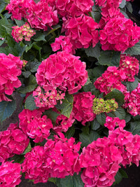 Hydrangea Pink