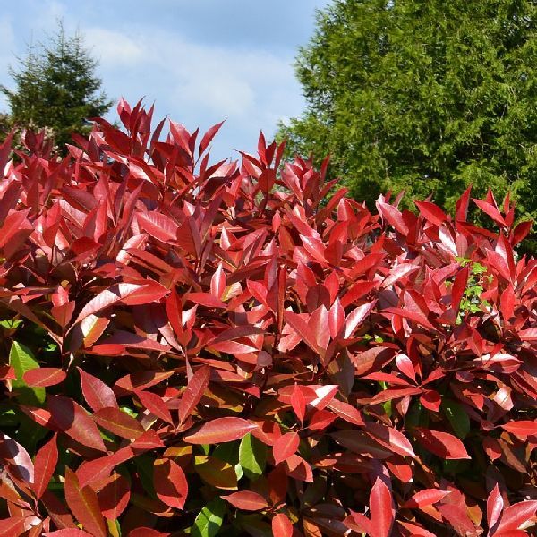 Red Tip Photinia fraserii Camilvy (Photinia x)