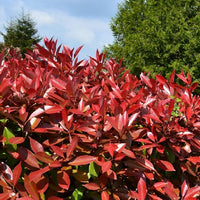 Red Tip Photinia fraserii Camilvy (Photinia x)