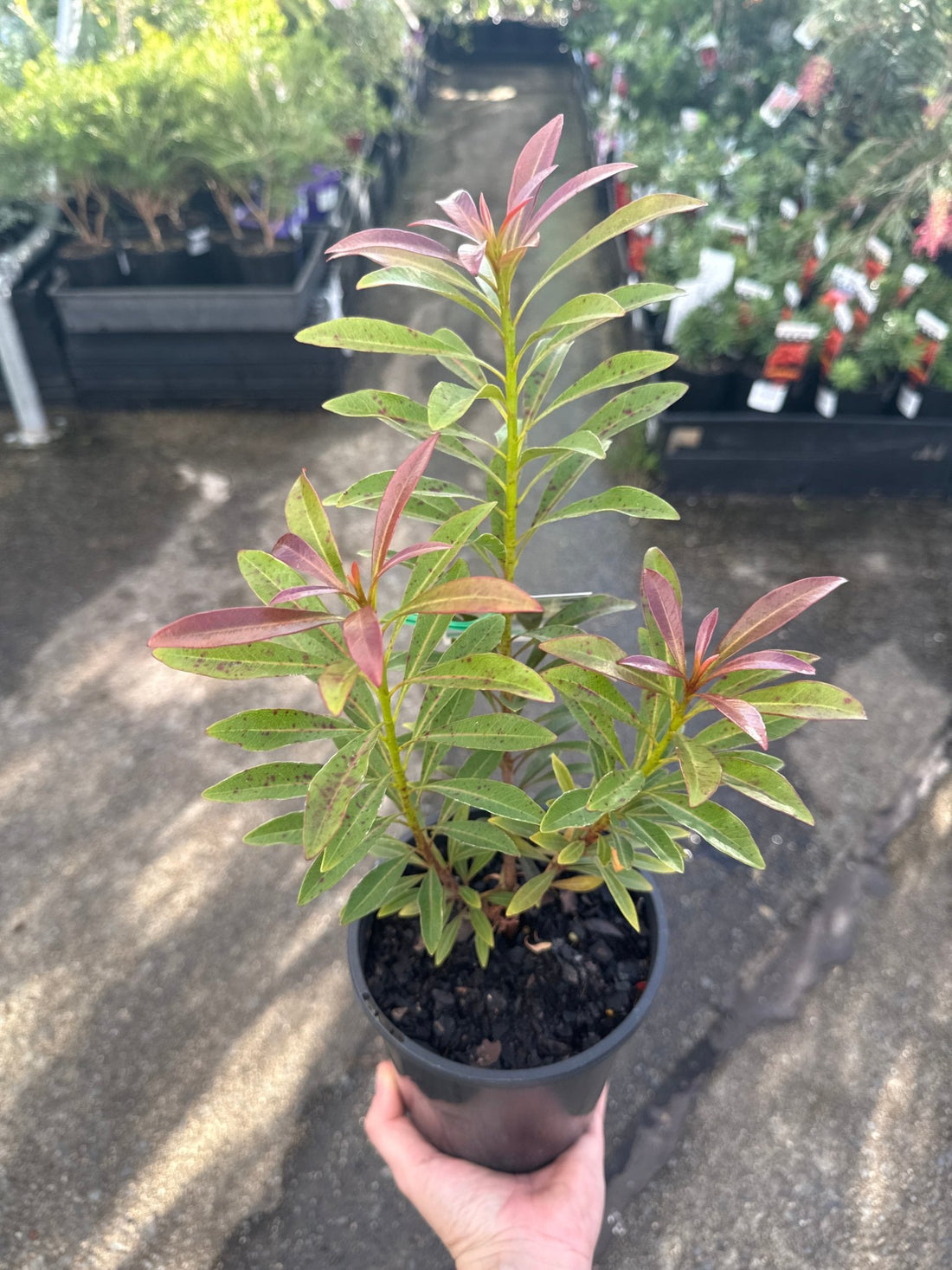 Golden Penda 'Little Goldie' (Xanthostemon chrysanthus) - Ladybird Nursery
