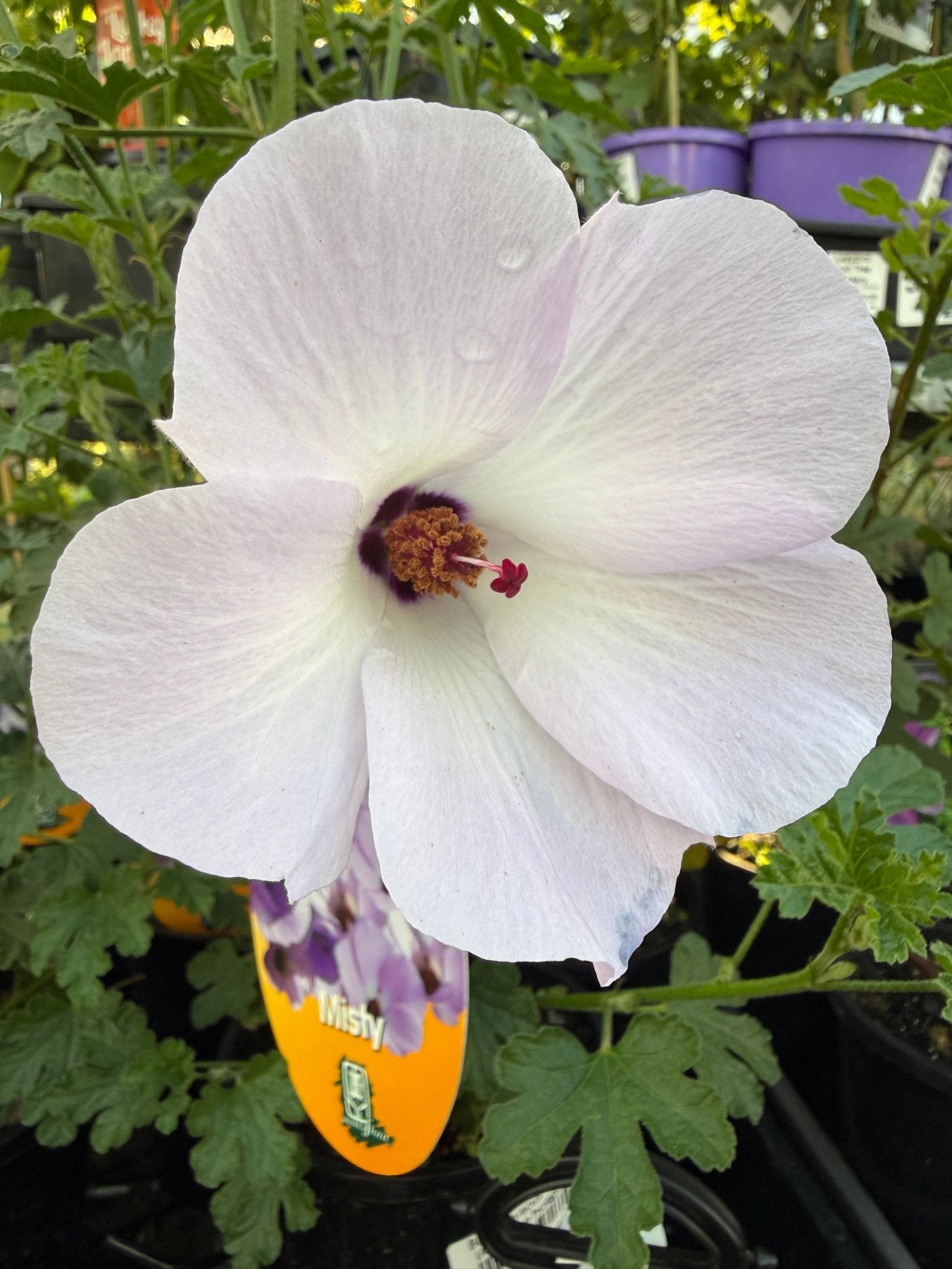 Native Blue Hibiscus 'Misty' (Alyogyne huegelii) - Ladybird Nursery