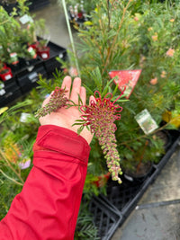 Grevillea 'Red Ripper' - Large - Ladybird Nursery