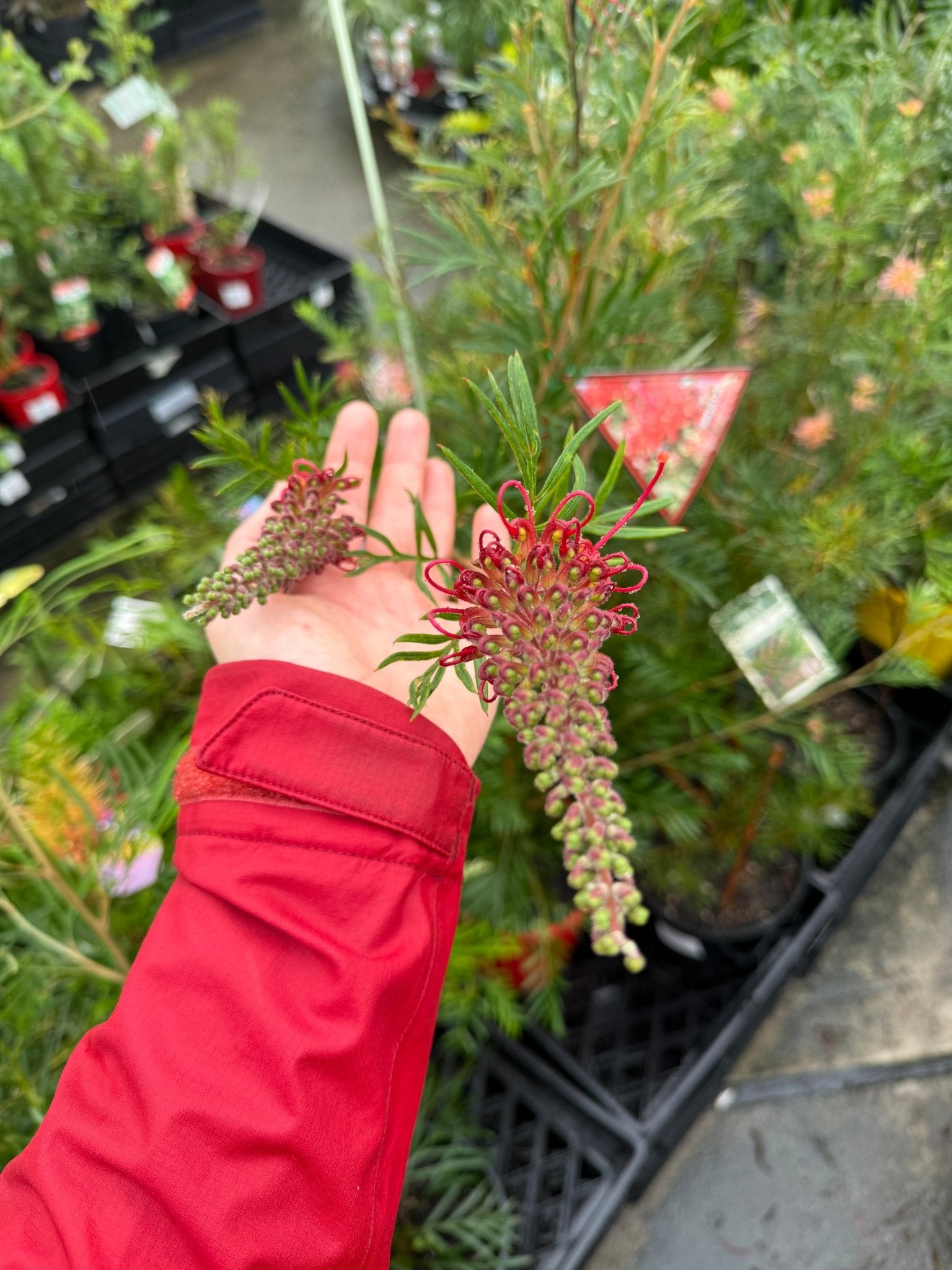 Grevillea 'Red Ripper' - Large - Ladybird Nursery