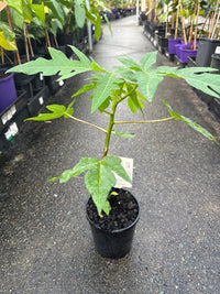 Pawpaw Bisexual 'Yellow' (QLD ONLY) - Ladybird Nursery