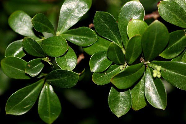 Psychotria daphnoides - Ladybird Nursery