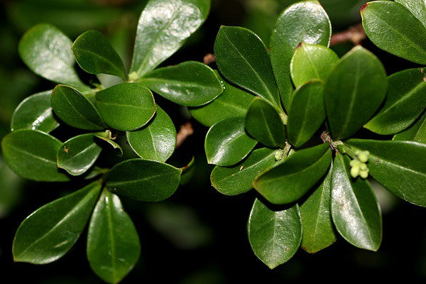 Psychotria daphnoides