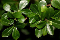 Psychotria daphnoides