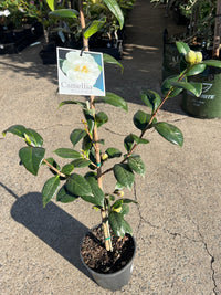 Camellia 'Ecclesfield' (Camellia japonica) - Ladybird Nursery