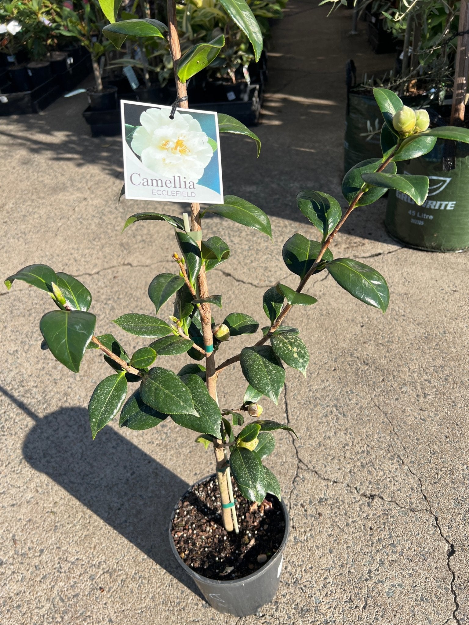 Camellia 'Ecclesfield' (Camellia japonica) - Ladybird Nursery