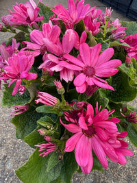 Pericallis (Senecio) Mandala ‘Salmon’ - Ladybird Nursery
