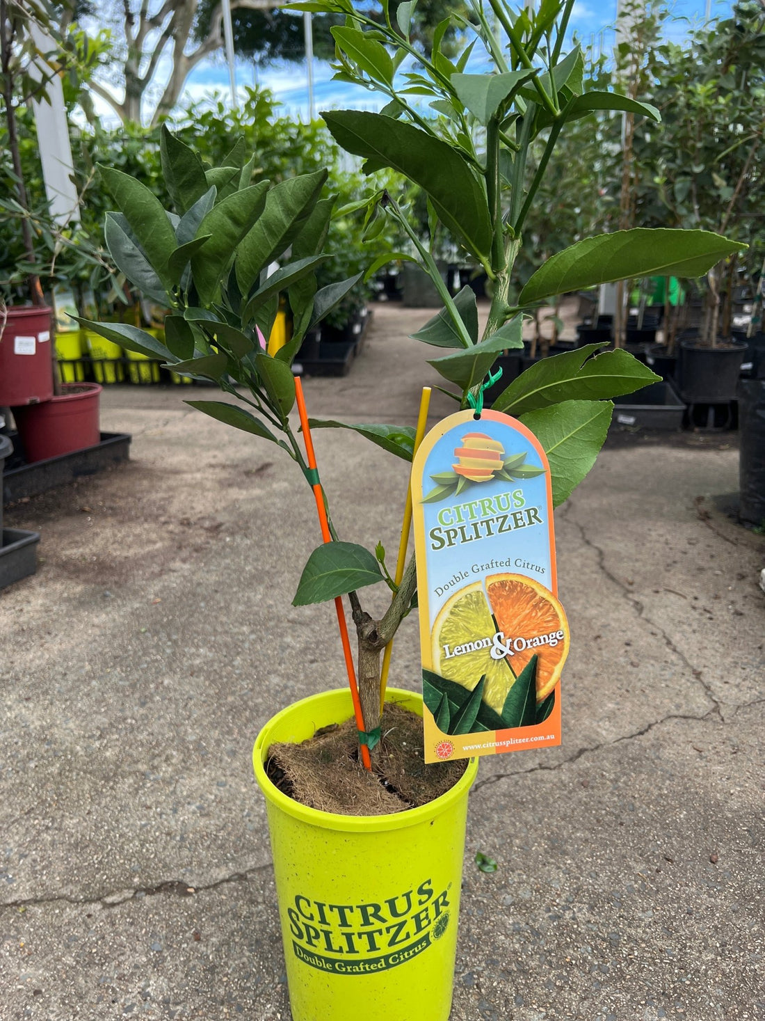 Lemon & Orange Tree (QLD Only) - Ladybird Nursery