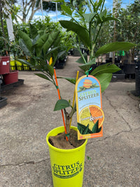 Lemon & Orange Tree (QLD Only) - Ladybird Nursery