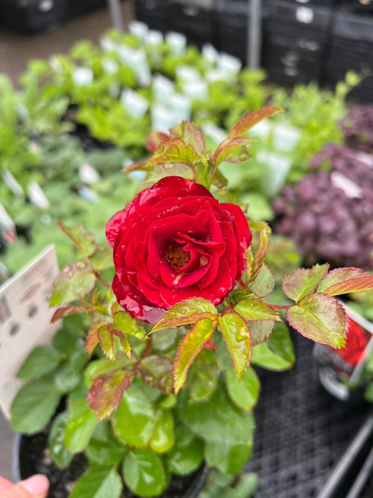 Rosa Terrazza® ‘Carmen Red’ - Ladybird Nursery