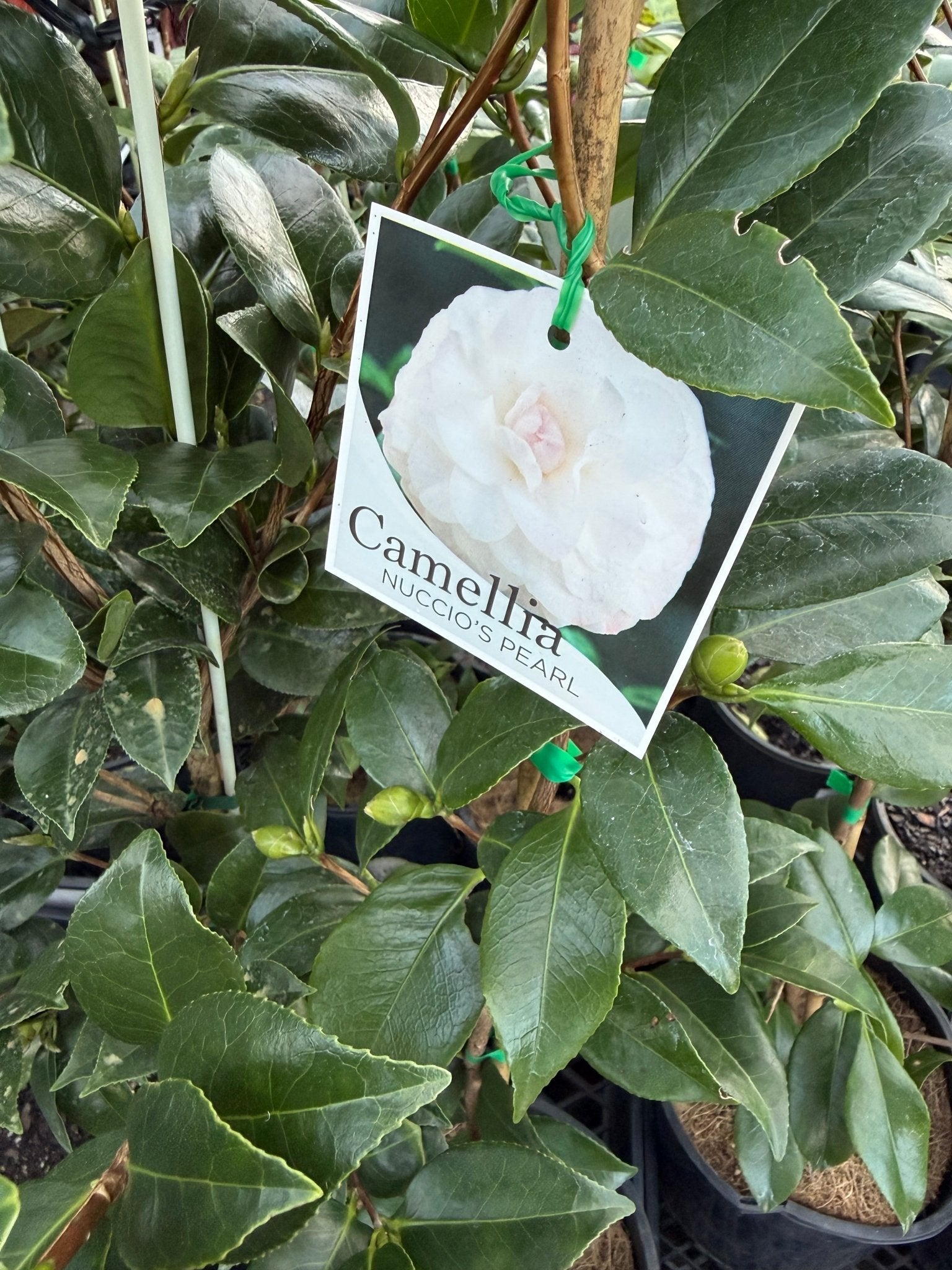 Camellia 'Nuccio's Pearl' (Camellia japonica) - Ladybird Nursery
