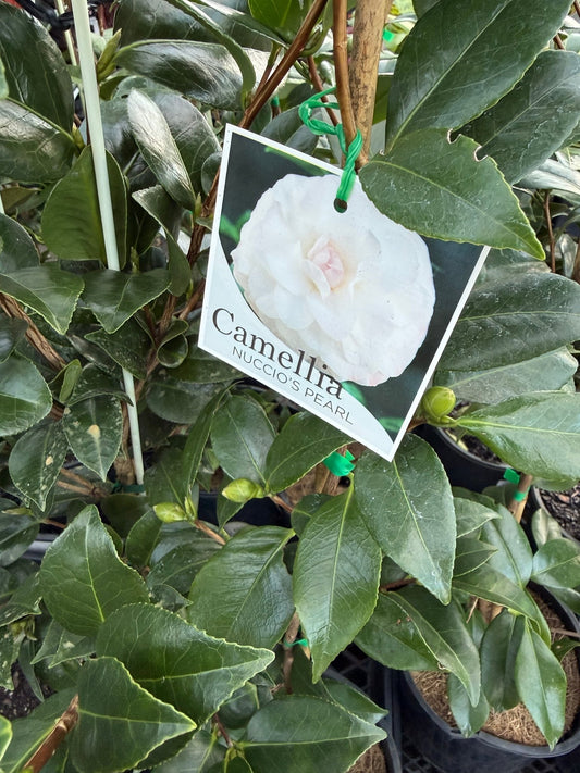 Camellia 'Nuccio's Pearl' (Camellia japonica) - Ladybird Nursery