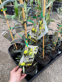 Dwarf Olive 'Garden Harvest' - Ladybird Nursery