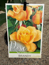 Rose 'Brandy' - Ladybird Nursery