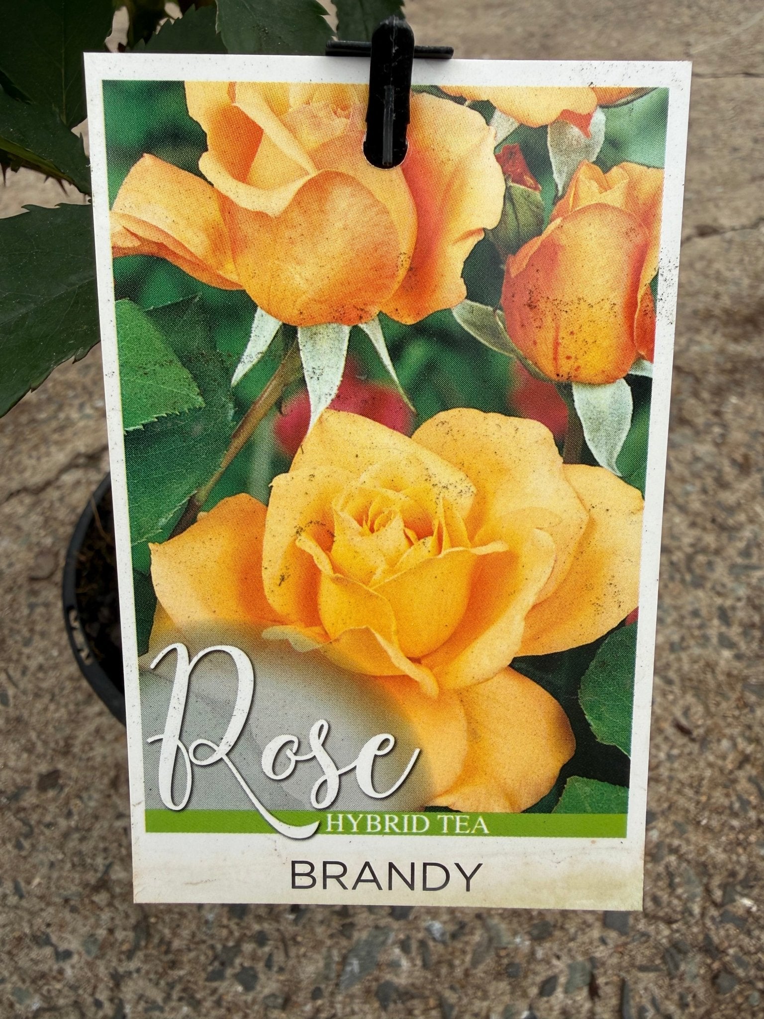 Rose 'Brandy' - Ladybird Nursery