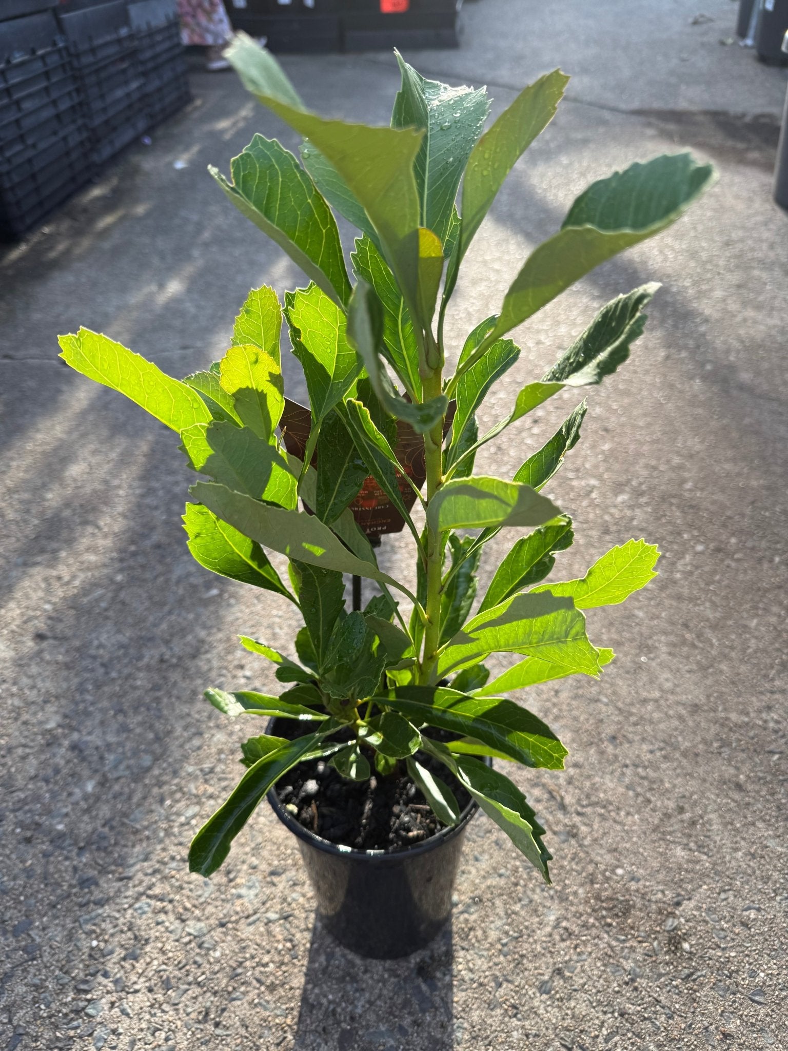 Waratah ‘Enchanted Red’ (Telopea) - Ladybird Nursery