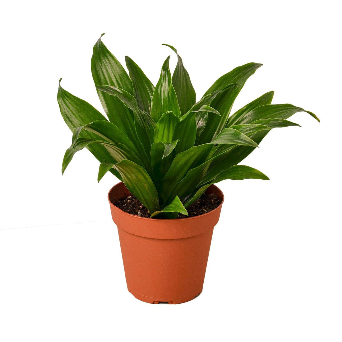 Dracaena Janet Craig Warneckii (Dracaena deremensis) - Ladybird Nursery