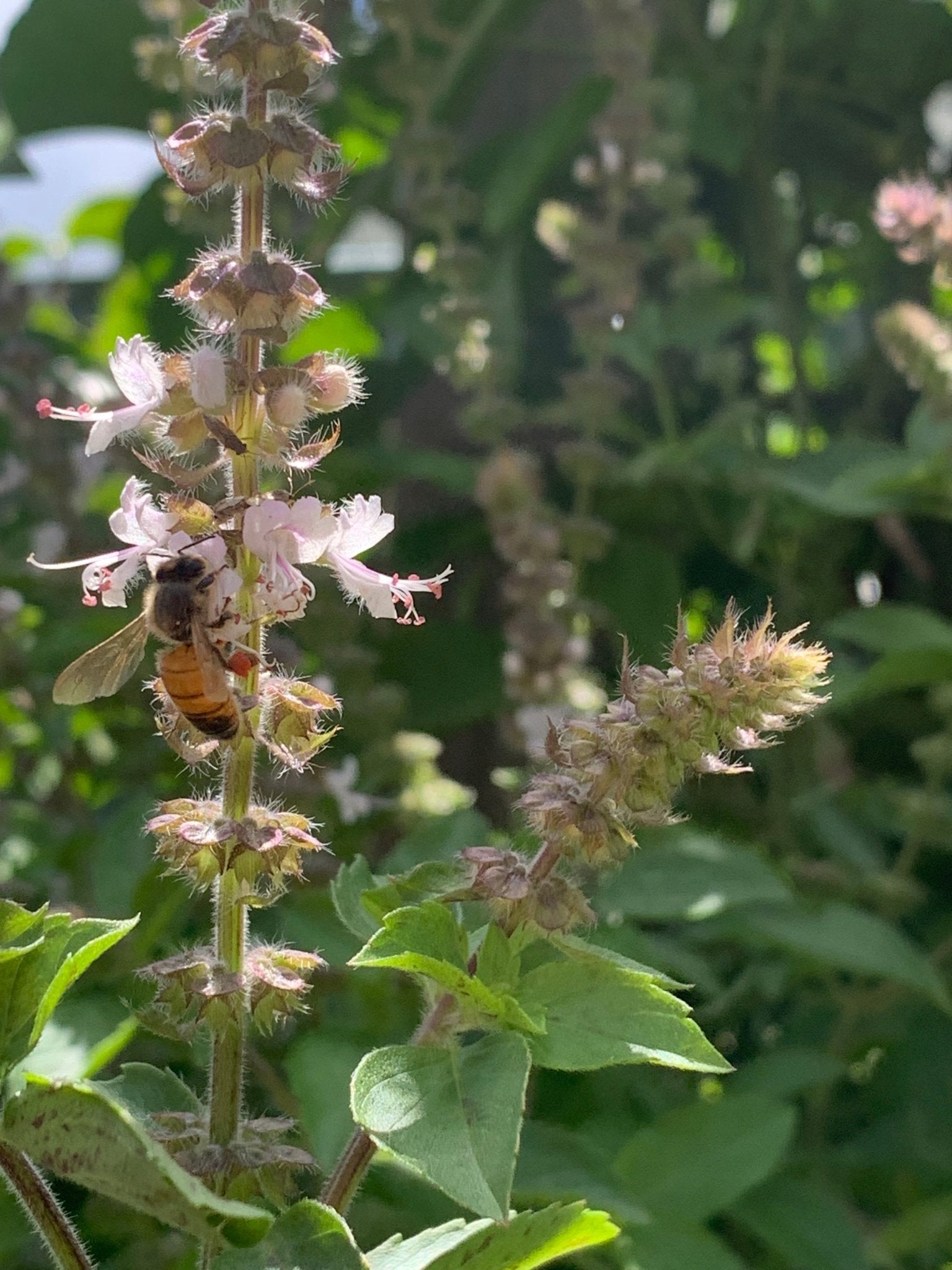 Basil 'Green Perennial’ - Ladybird Nursery