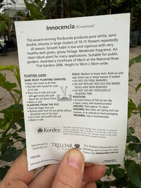 Rose 'Innocencia'