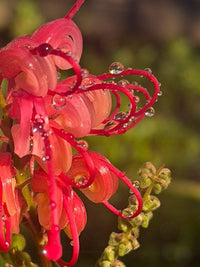 Grevillea 'Elegance' - Large - Ladybird Nursery