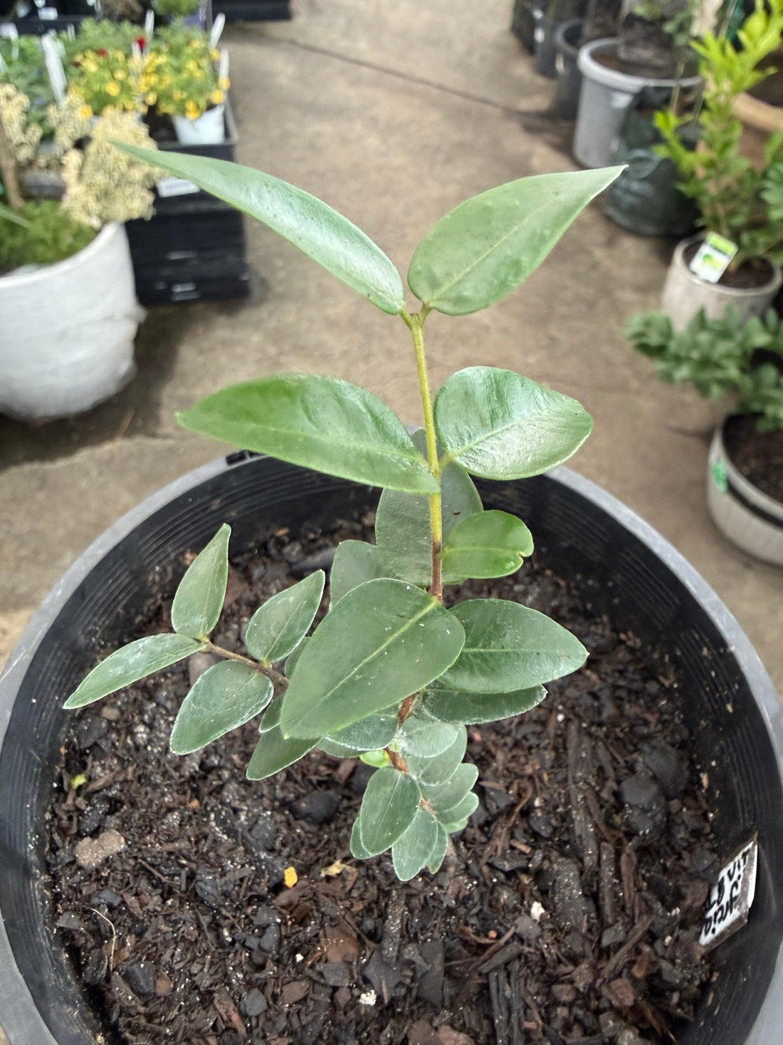 Myrciaria 'Gin & Tonic' - Ladybird Nursery