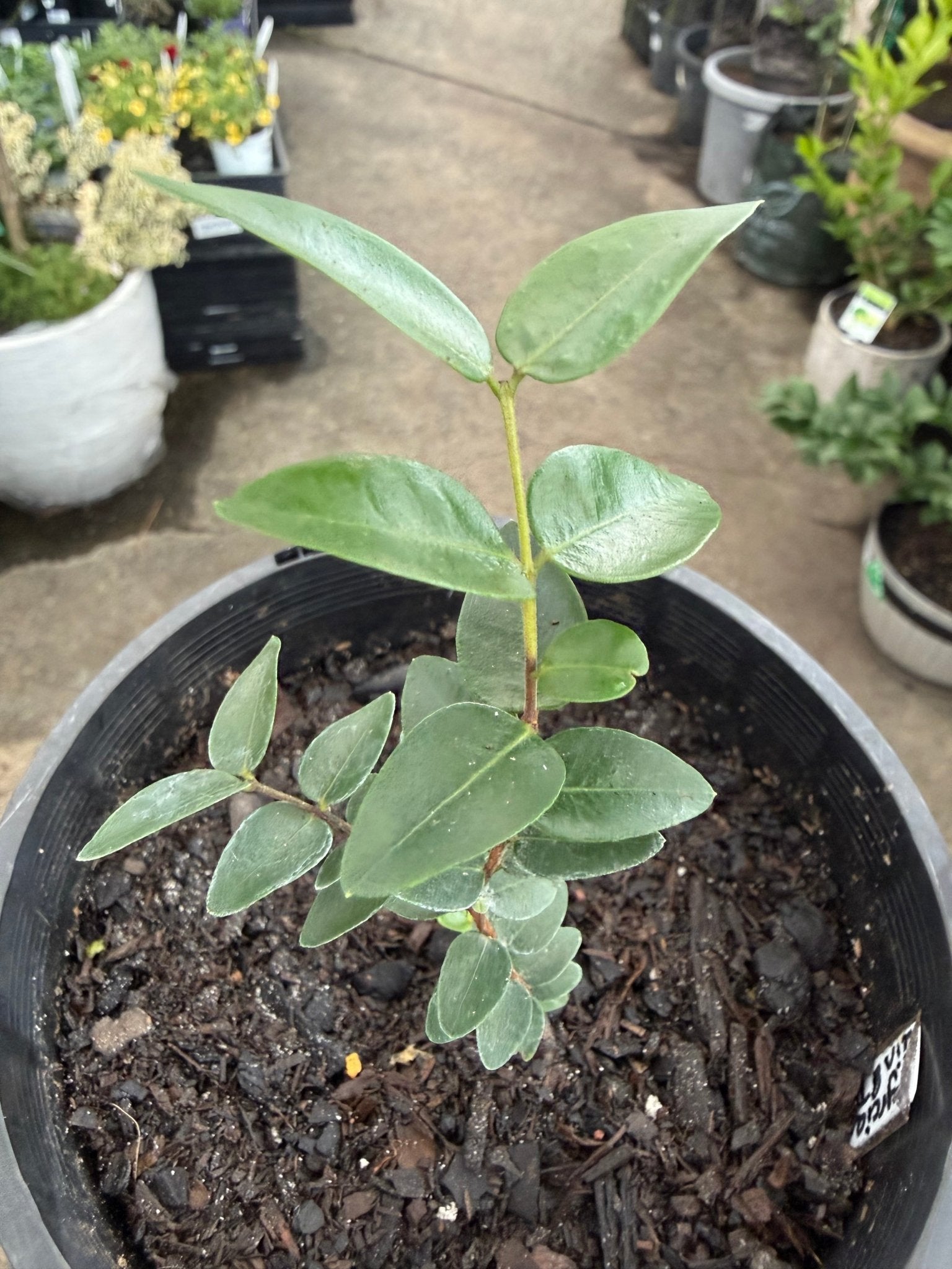 Myrciaria 'Gin & Tonic' - Ladybird Nursery