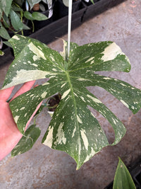 Monstera 'Thai Constellation' 140mm Pot - Ladybird Nursery