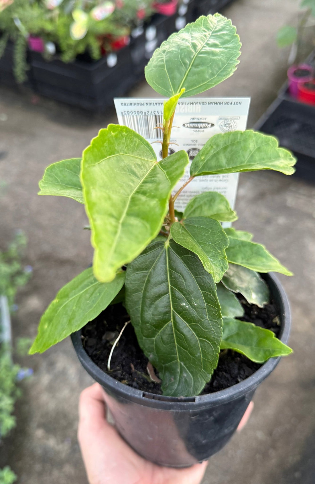 Hibiscus 'Fantasy Lavender' (Hibiscus rosa-sinensis) - Ladybird Nursery