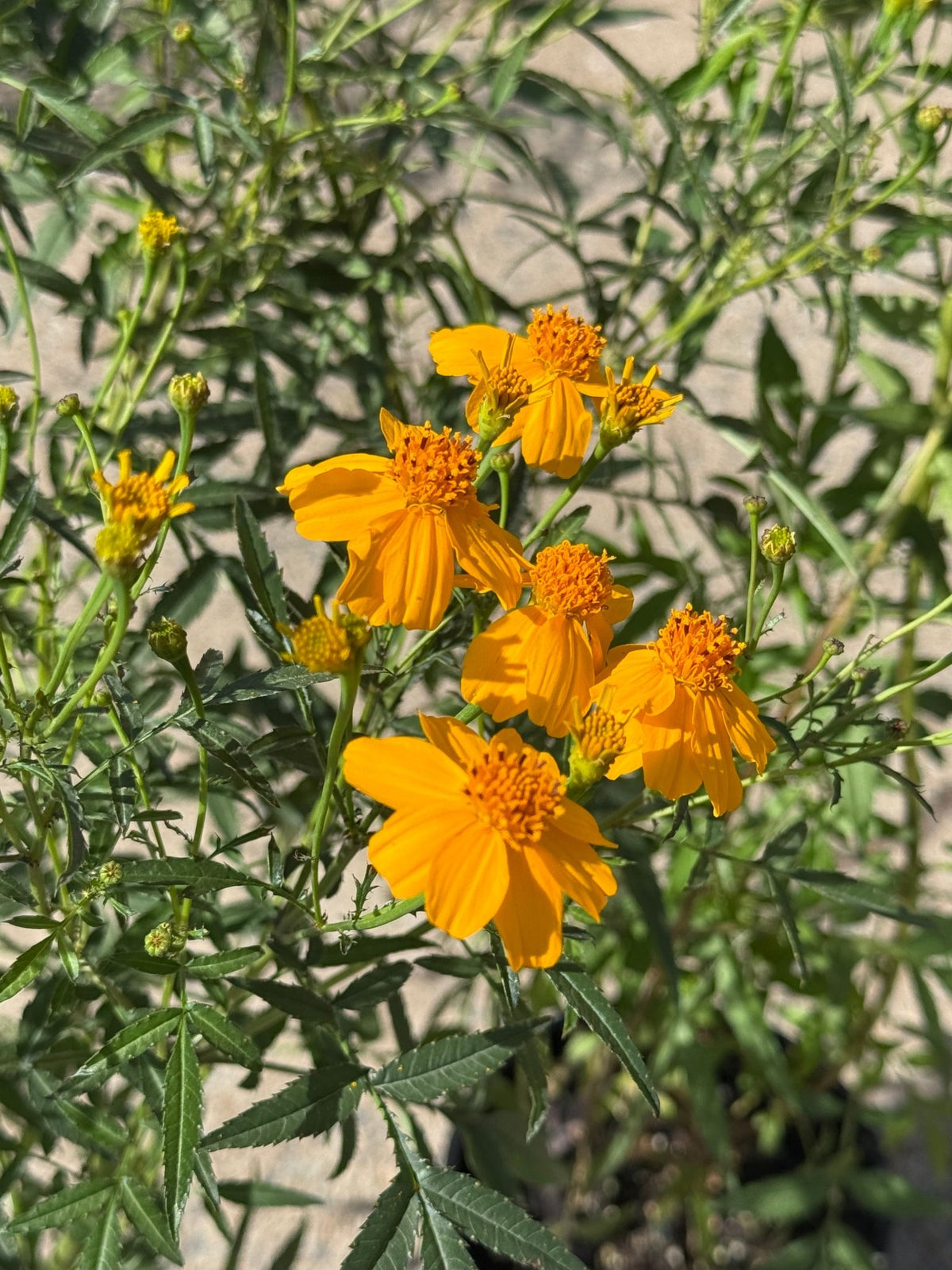 Marigold 'Mexican' (Tagetes lemmonii) - Ladybird Nursery