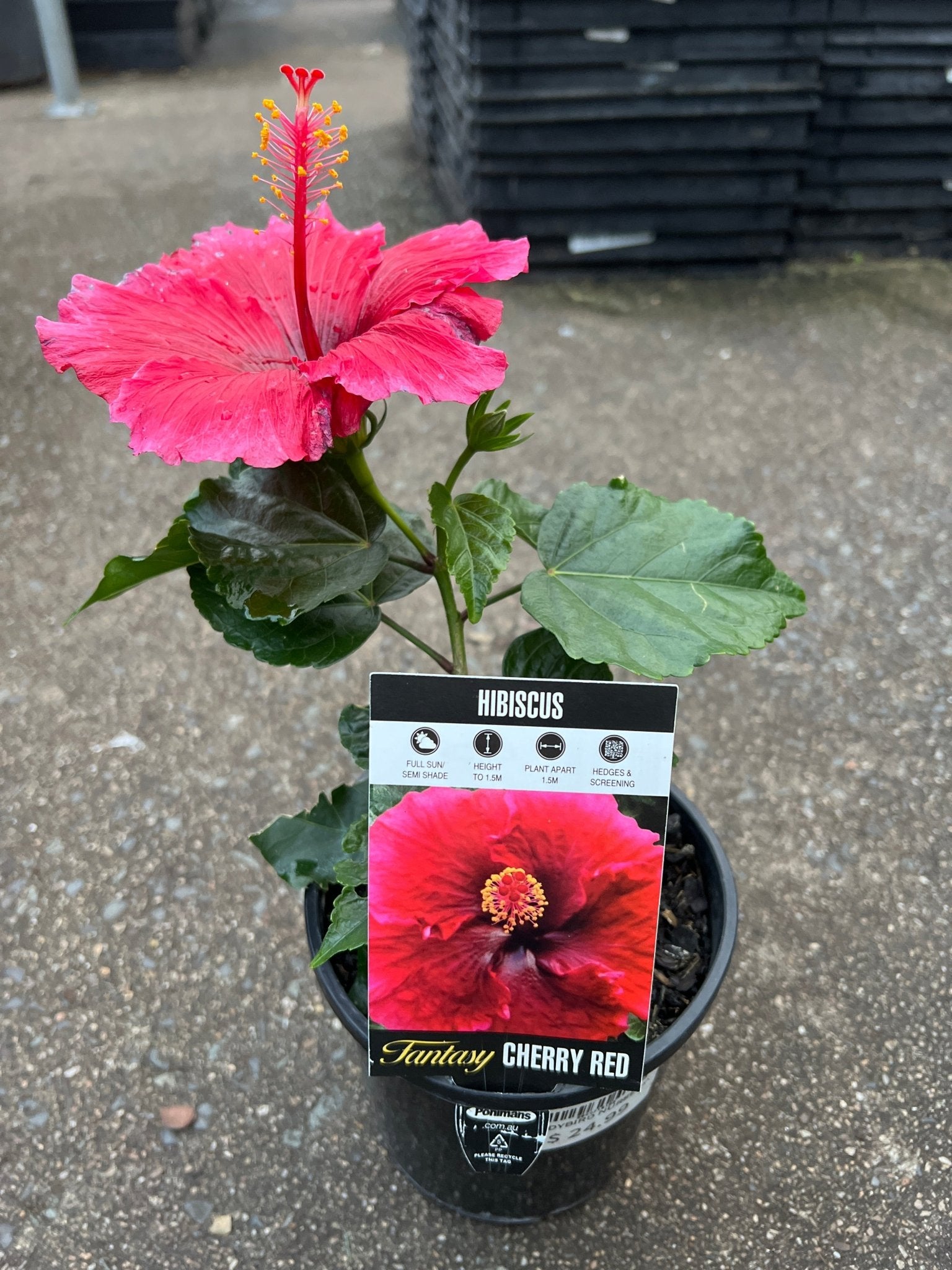 Hibiscus ‘Fantasy Cherry Red’ (Hibiscus rosa-sinensis) - Ladybird Nursery