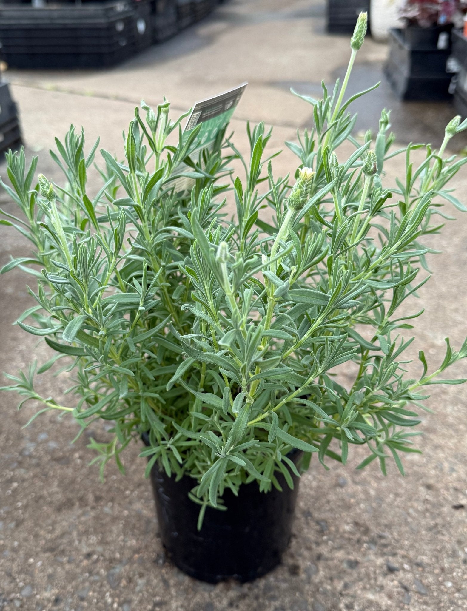 Lavender 'Vanillaberry Ruffles' (Lavandula pedunculata) - Ladybird Nursery
