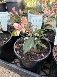 Jasmine 'Tricolour’ (Trachelospermum jasminoides) - Ladybird Nursery