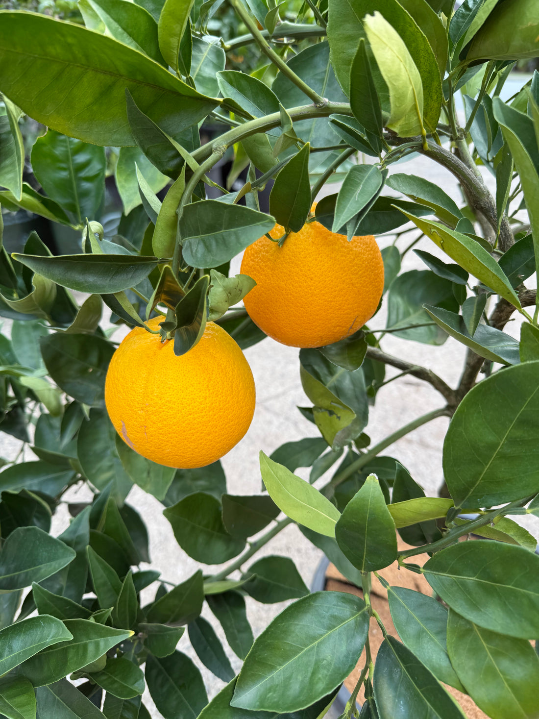 Orange 'Washington Navel' 330mm (Pickup Only)
