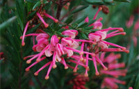 Grevillea Rosys Baby