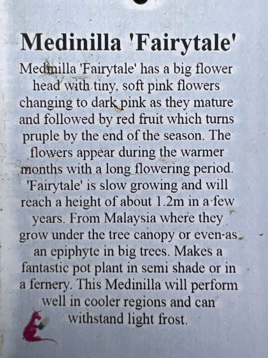 Medinilla Fairytale (Medinilla magnifica) - Large (PICK UP ONLY) - Ladybird Nursery