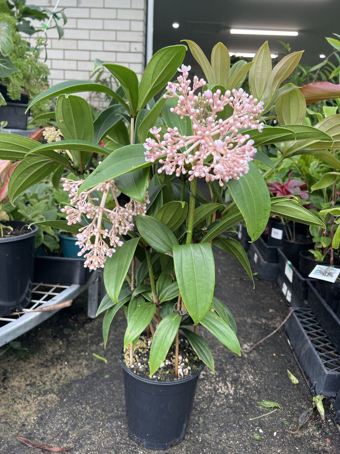 Medinilla Taiwanese Princess (Medinilla Formosa)
