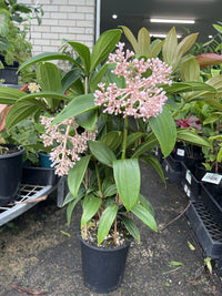 Medinilla Taiwanese Princess (Medinilla Formosa)