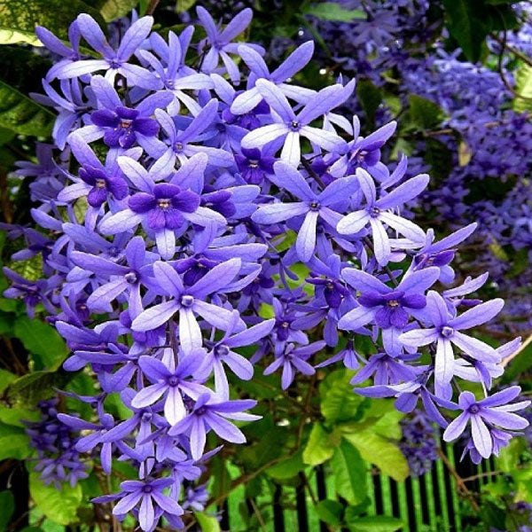 Queen’s Wreath (Petrea volubilis)