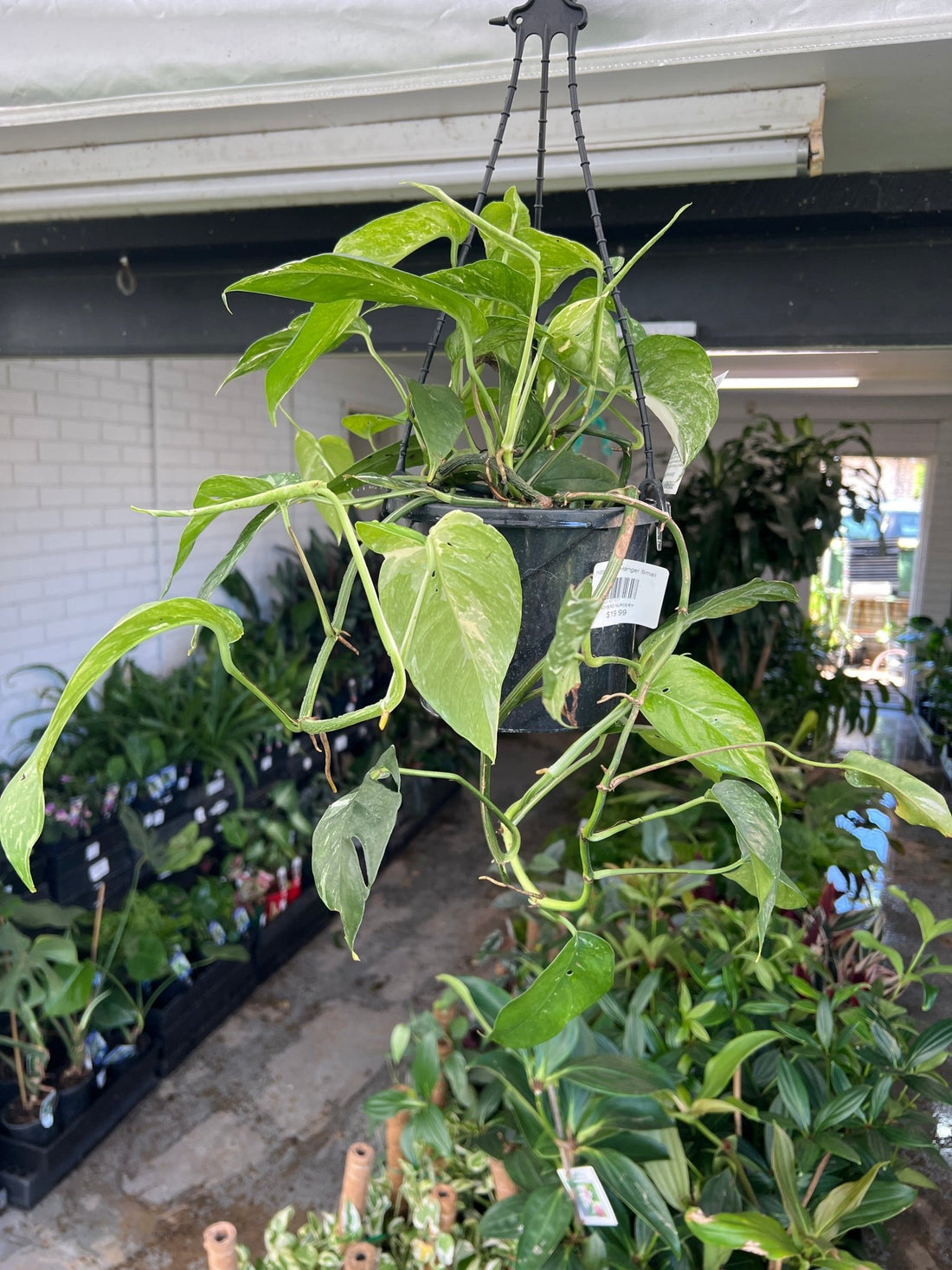 Variegated Pothos (Epipremnum pinnatum) - Ladybird Nursery