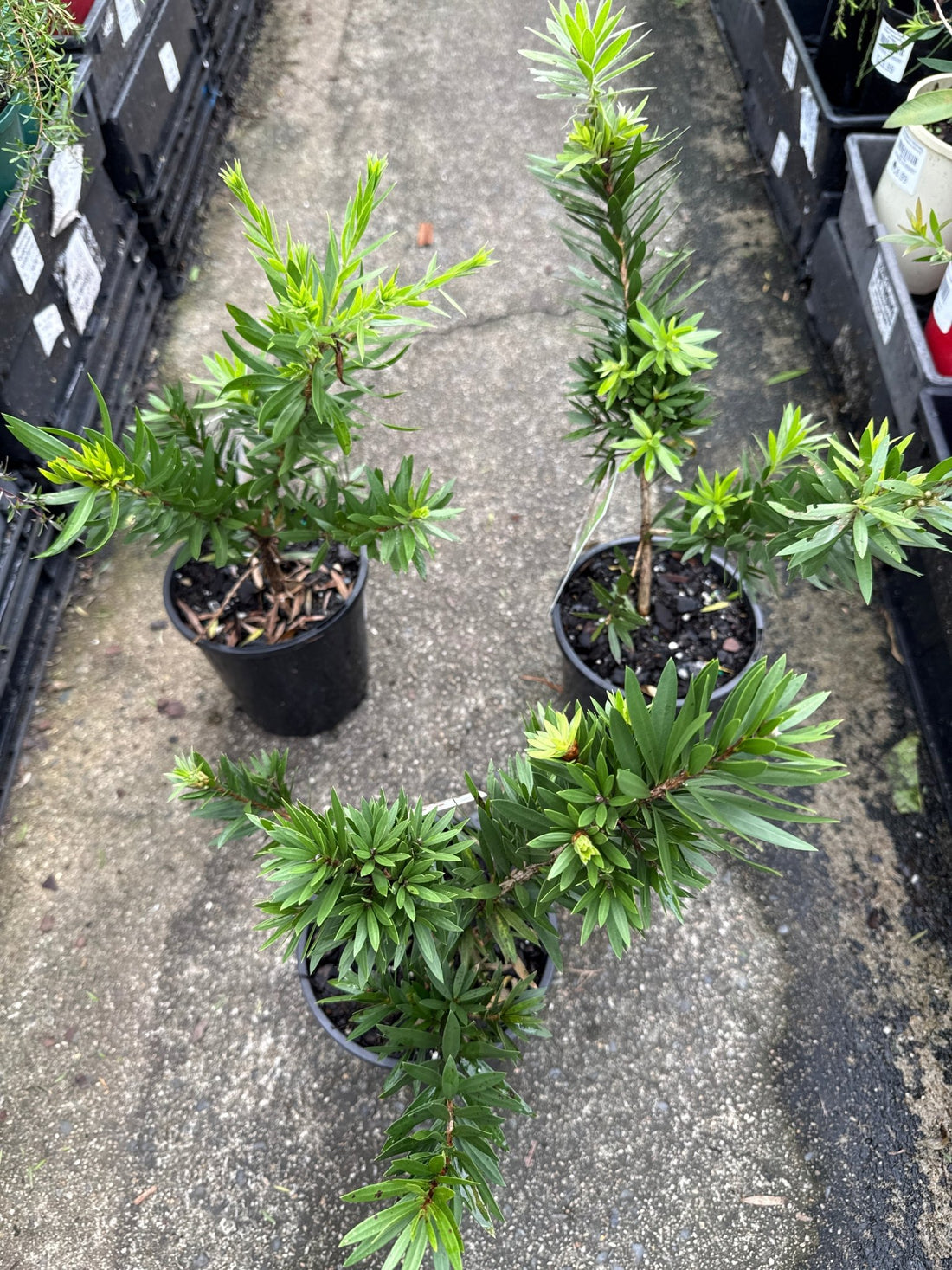 Weeping Bottlebrush 'Little Caroline' (Callistemon viminalis) - Ladybird Nursery