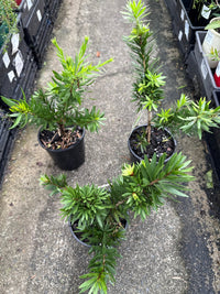 Weeping Bottlebrush 'Little Caroline' (Callistemon viminalis) - Ladybird Nursery